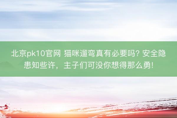 北京pk10官网 猫咪遛弯真有必要吗? 安全隐患知些许,主子们可没你想得那么勇!
