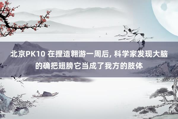北京PK10 在捏造翱游一周后， 科学家发现大脑的确把翅膀它当成了我方的肢体